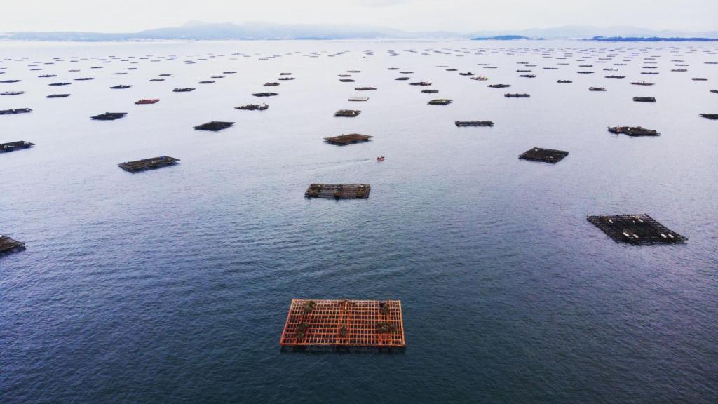 Bateas en las rías gallegas