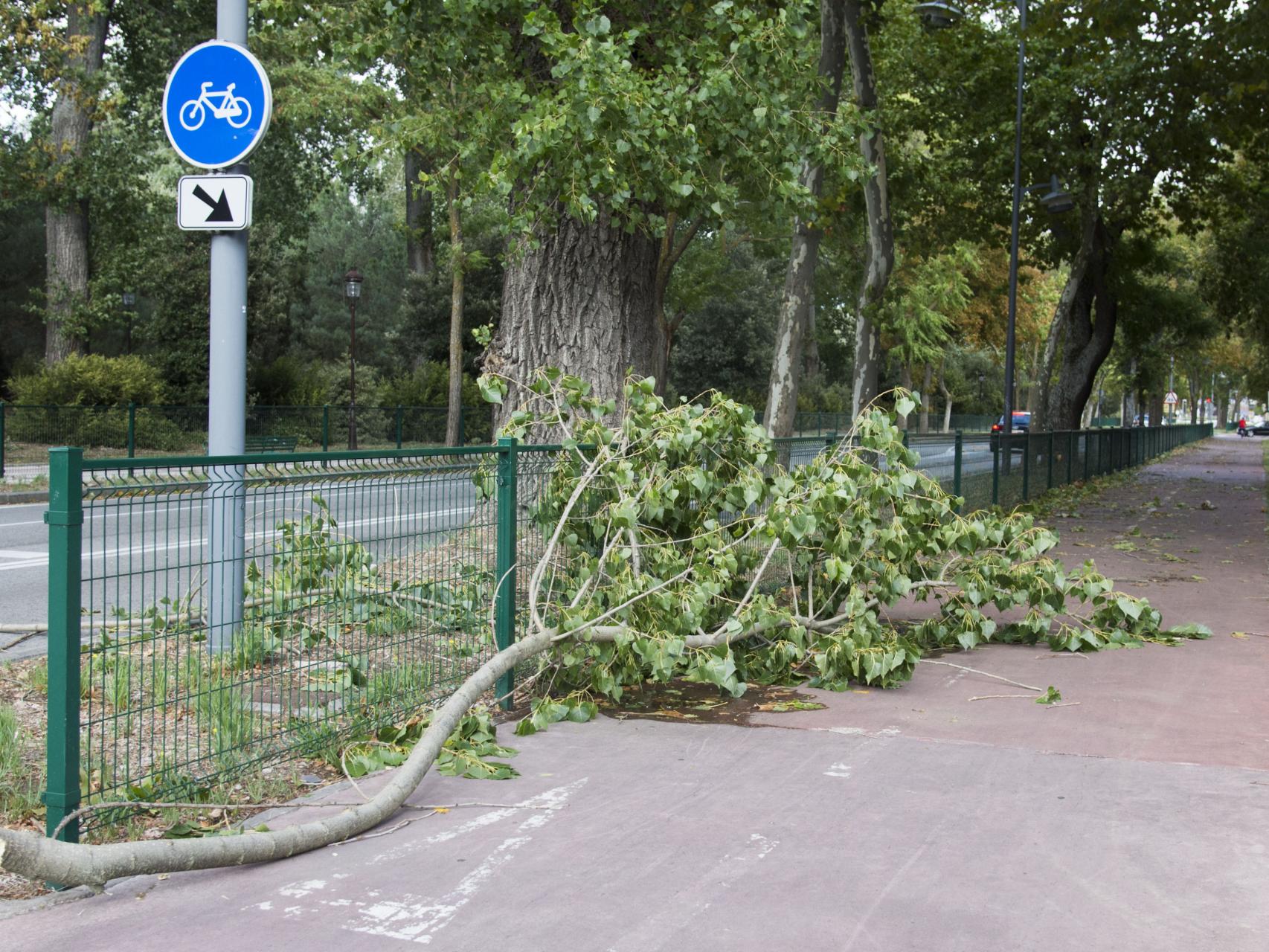 Imagen de archivo de un árbol caído a causa del viento en Burgos.