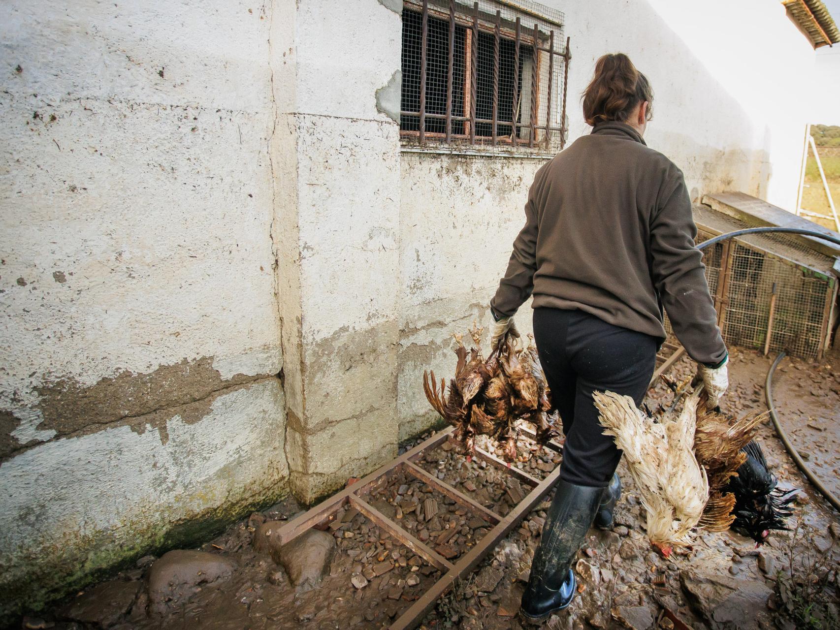 Una persona de El Cubo de Don Sancho recoge gallinas muertas tras las inundaciones en la provincia de Salamanca . En la pared se puede ver la altura a la que llegó el agua