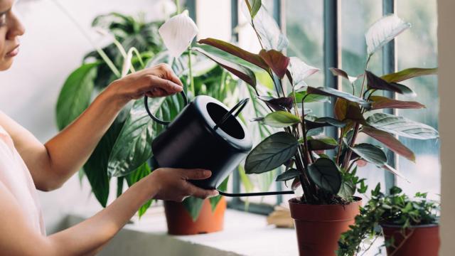 La planta que tienes que colocar en el baño para evitar la humedad y el moho