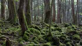 El bosque de Aokigahara, a unos 100 kilómetros de Tokio, es el segundo lugar con más suicidios del mundo.