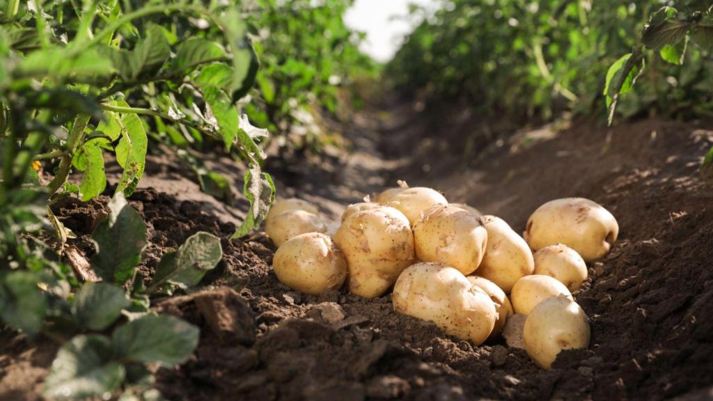 Parroquias de Moeche y Cariño (A Coruña), afectadas por la polilla guatemalteca de la patata