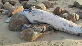 El cuerpo de la ballena varada en A Lanzada (Pontevedra).