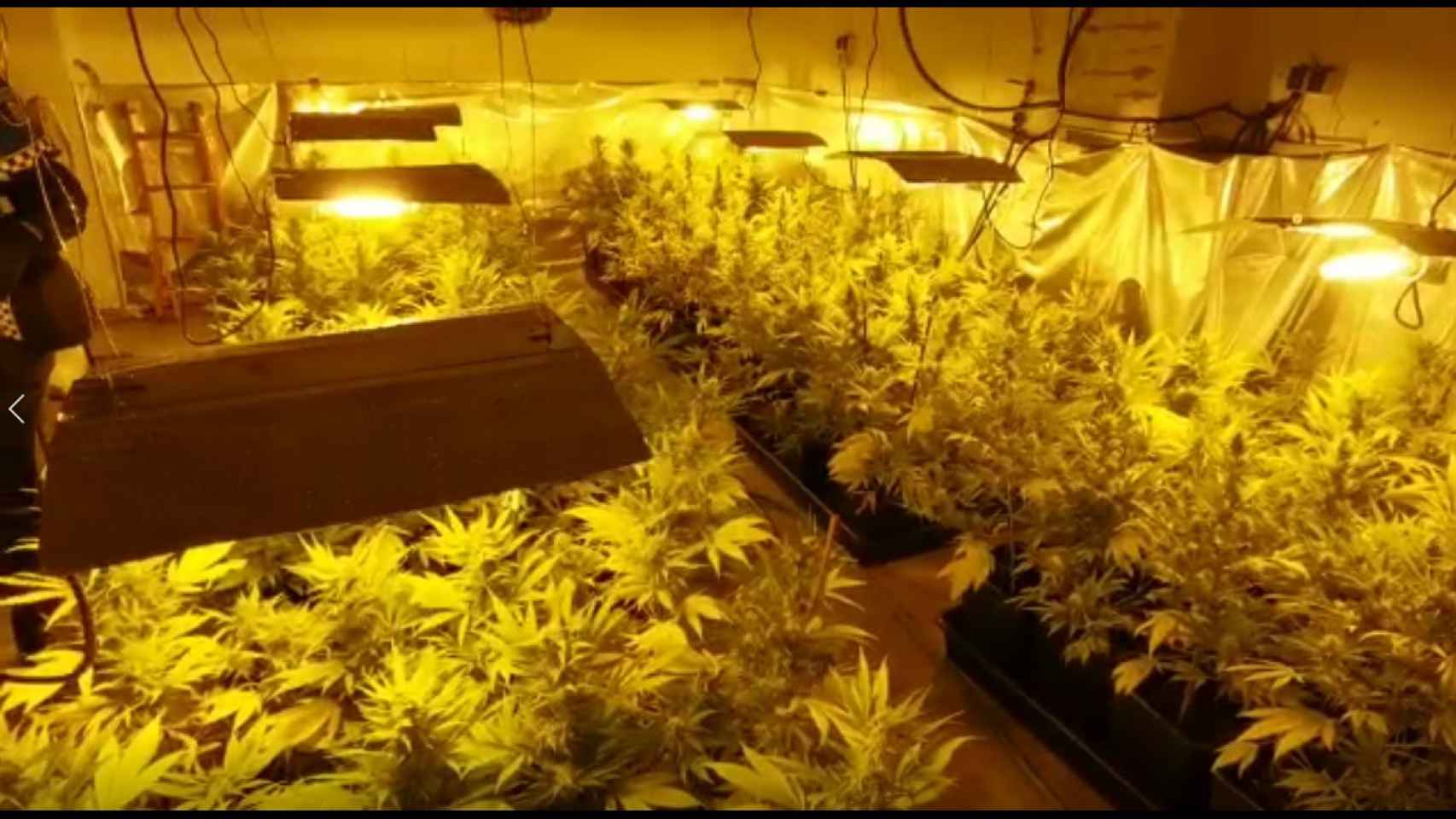 Plantación de marihuana en Ponferrada