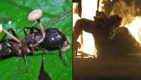 El cadáver de una hormiga infectada por cordyceps (izqda.) vs. un humano infectado tal y cómo aparece en la serie (drcha.)
