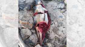 Delfín hallado muerto en una playa de Sanxenxo.