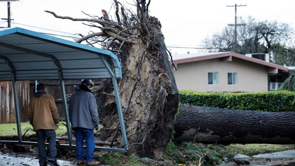 Árbol caído por las lluvias torrenciales de California.