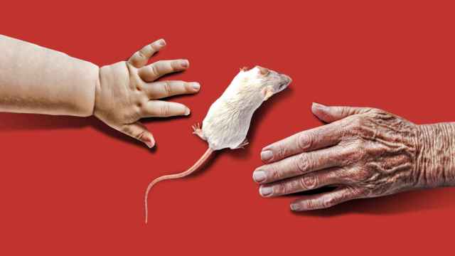 Una inyección logra doblar la esperanza de vida en ratones: el sueño de la inmortalidad, más cerca