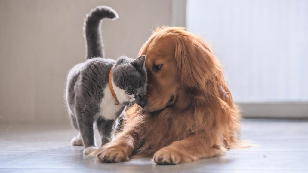 Los perros tendrán que tener un seguro de responsabilidad civil.