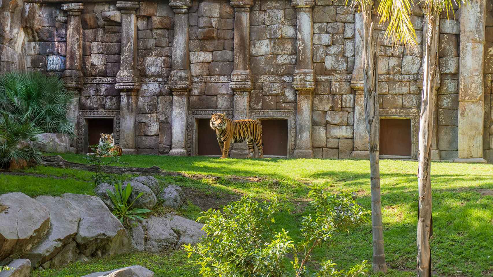 Tigres de Sumatra en Bioparc Fuengirola.