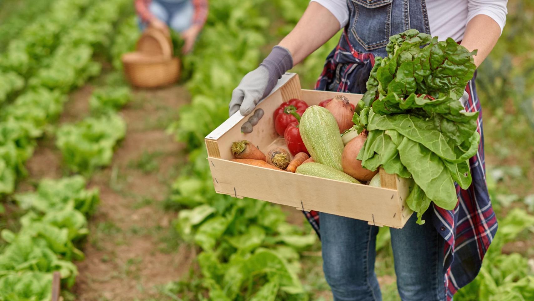 huerta verduras ecologismo sana