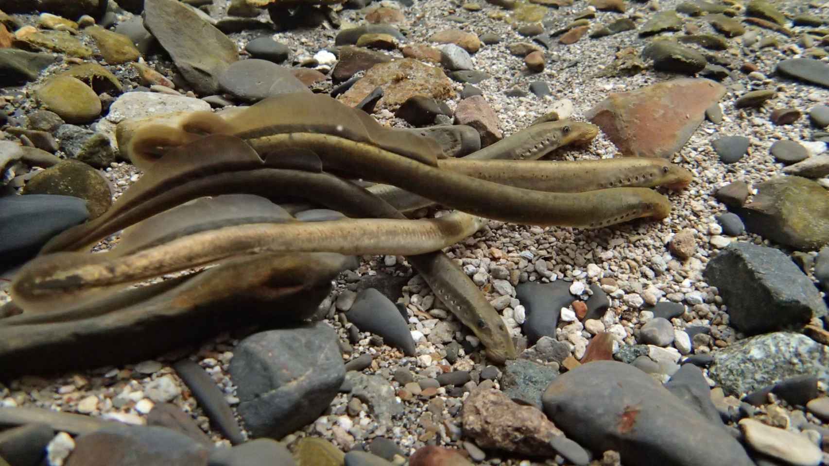 La Xunta abre el plazo de solicitudes para la pesca de lamprea en el río Ulla en 2024