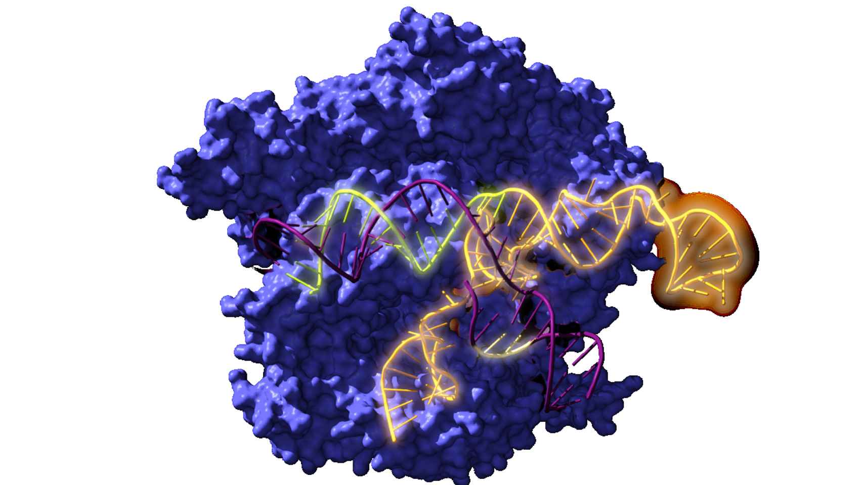 Reconstrucción de la Cas9, la enzima endonucleasa utilizada en el sistema CRISPR