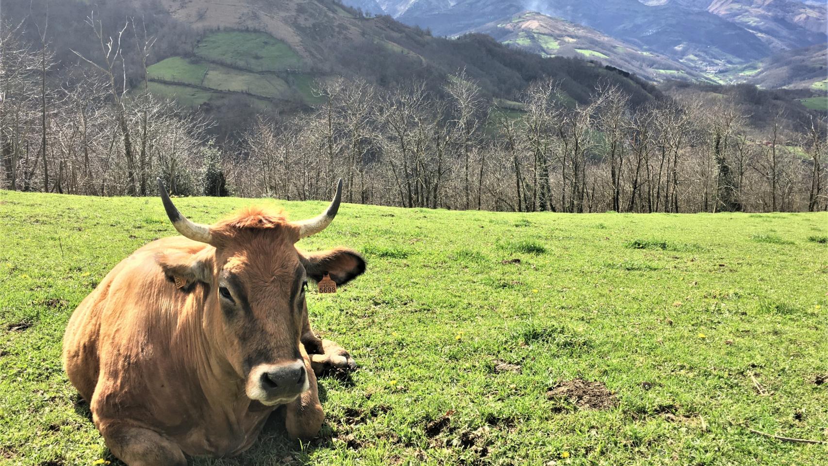 Un prado asturiano.