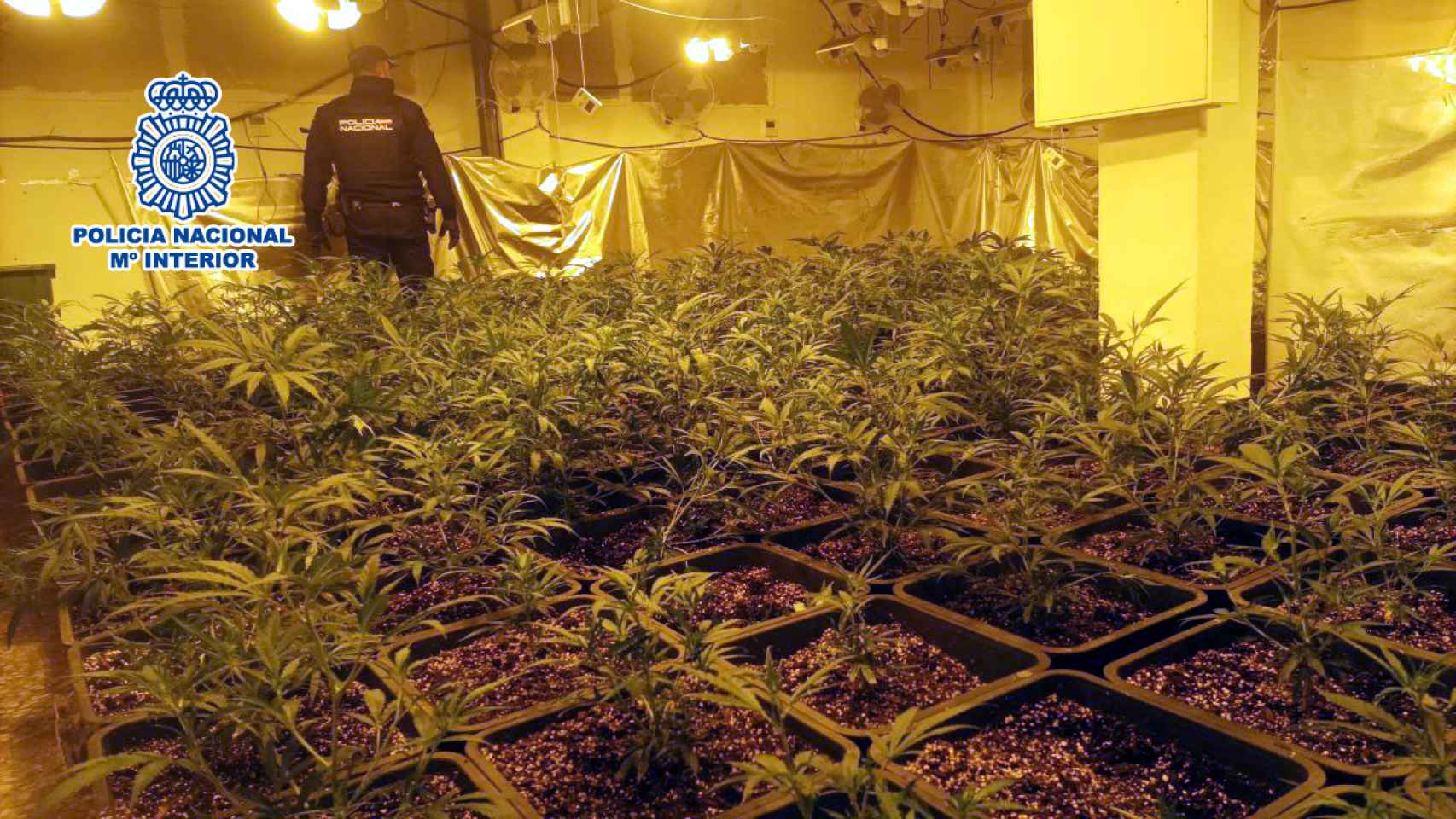 Una de las plantaciones de marihuana incautadas.