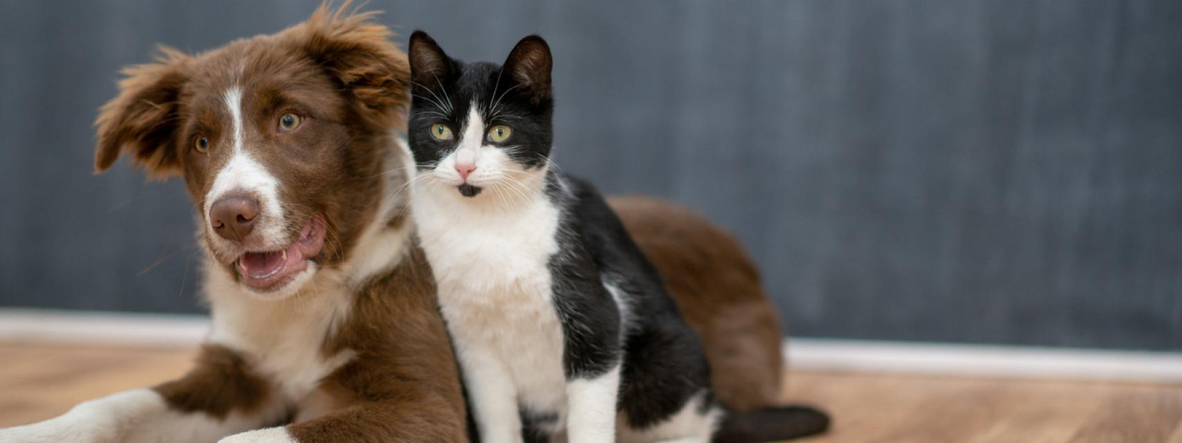 son los gatos realmente más inteligentes que los perros