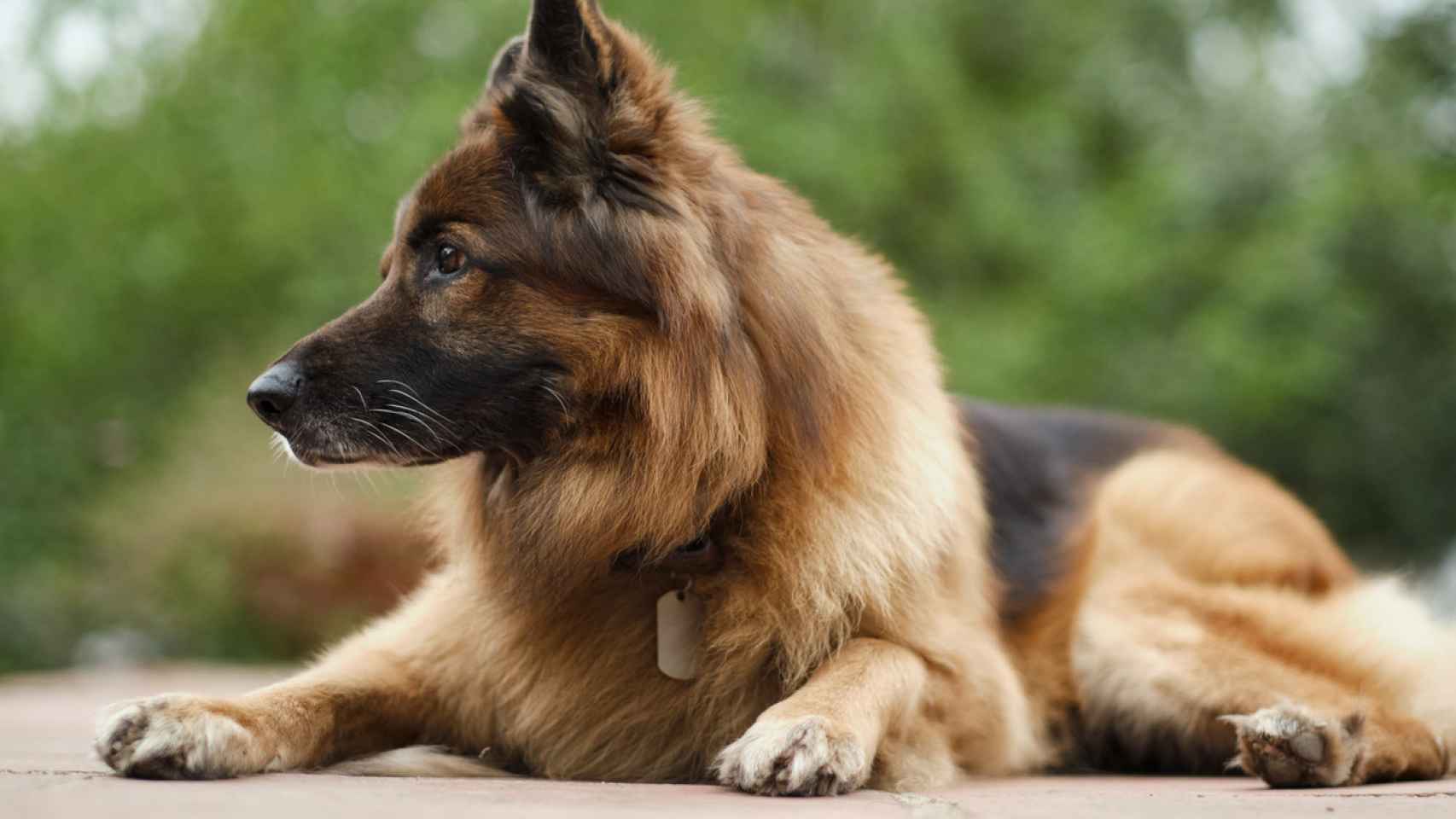 La ley de bienestar animal obligará a los dueños de los perros a tener un seguro.