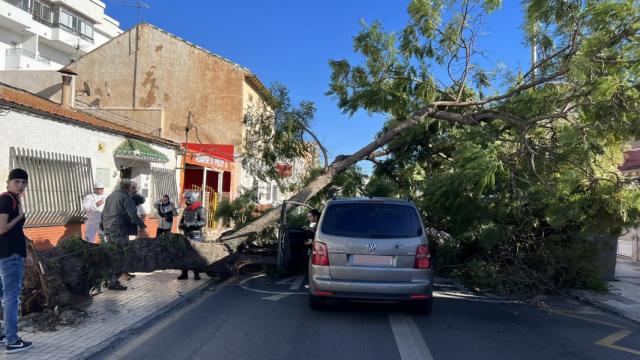 Imagen del árbol caído.