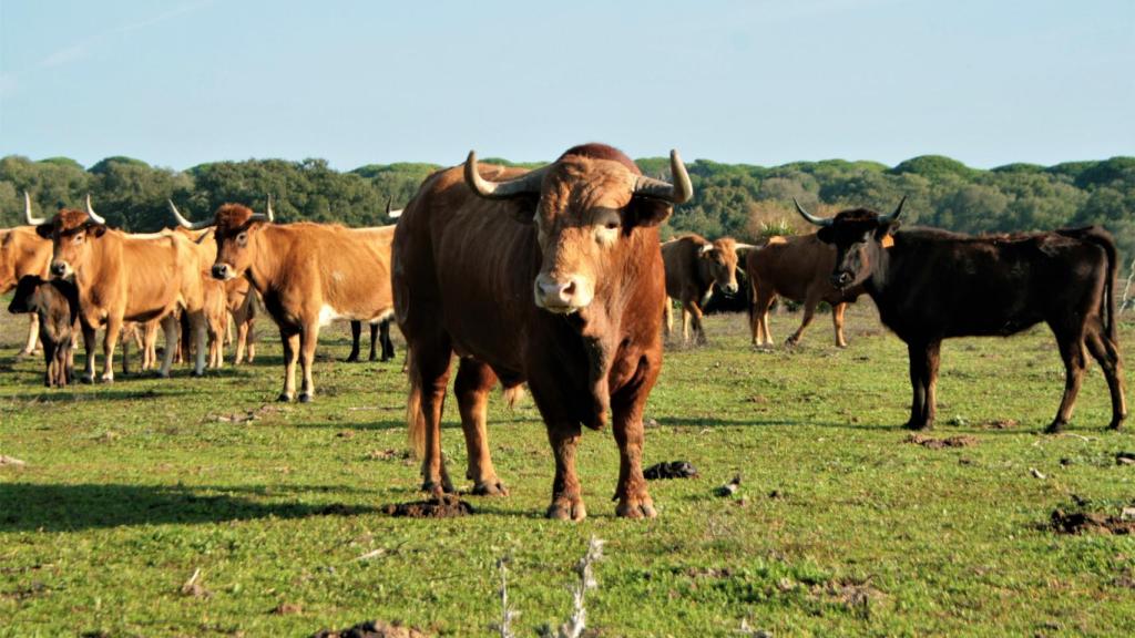 El semental 'Farándulo', en la finca Jandilla de la ganadería Lagunajanda, en Vejer (Cádiz).