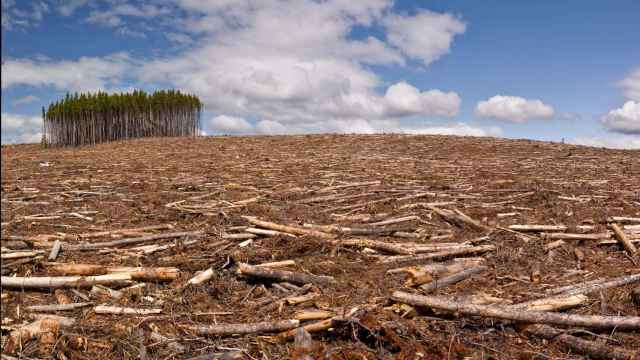 España es la segunda en el ranking de países de la UE con más deforestación importada.