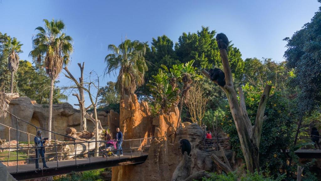 Chimpancés en BIOPARC Fuengirola.