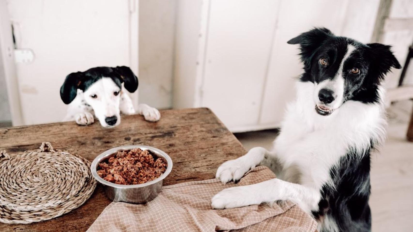 cual es la mejor comida para rottweilers