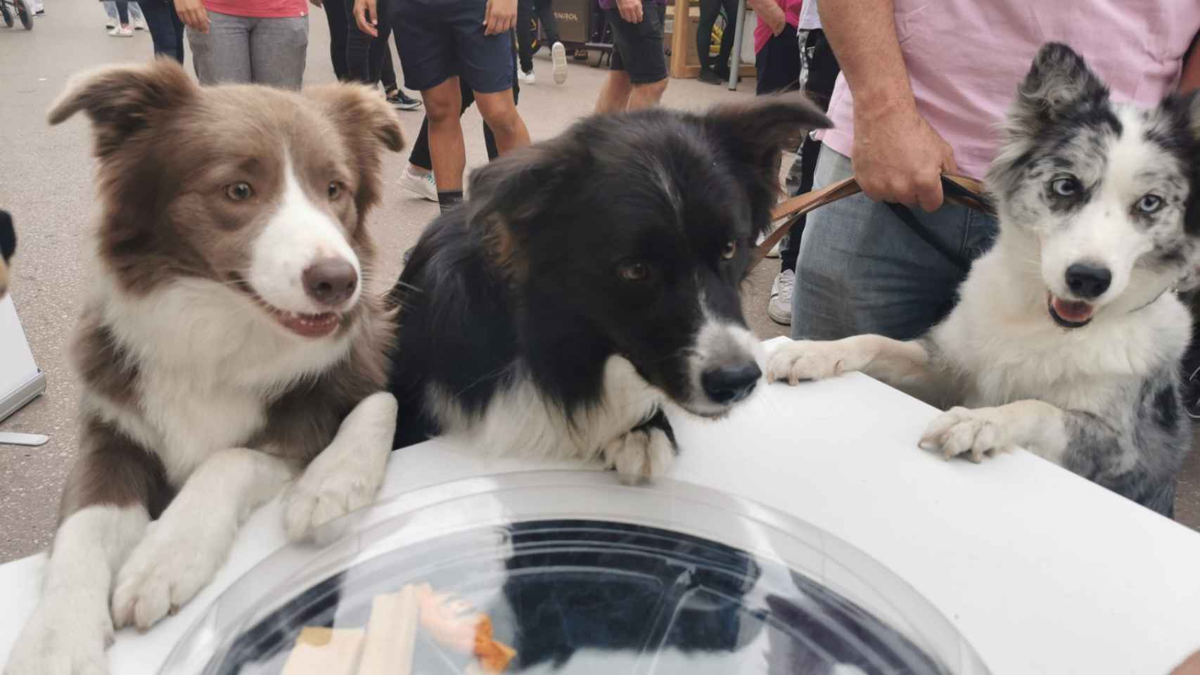 Varios perritos prueban los productos de DoggieSnax en una feria