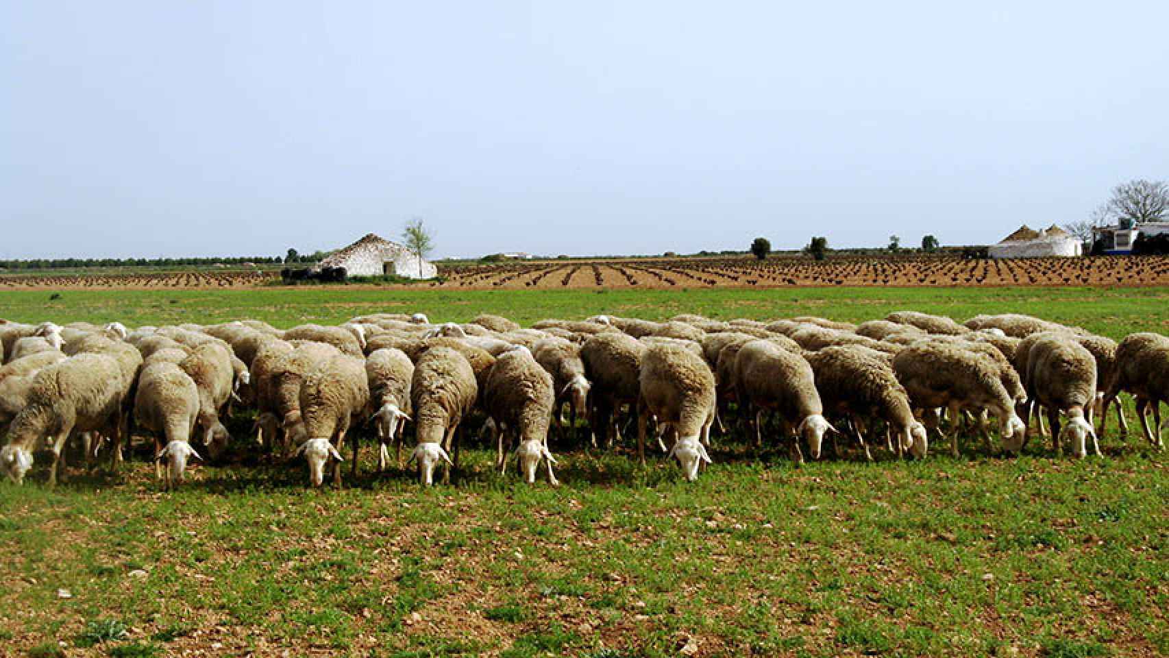 Un rebaño de ovejas lecheras.