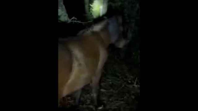 Uno de los caballos heridos la pasada semana en A Estrada (Pontevedra).