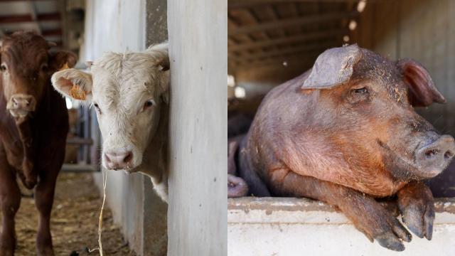 Crece el interés por desarrollar plantas que conviertan los residuos ganaderos en biogás