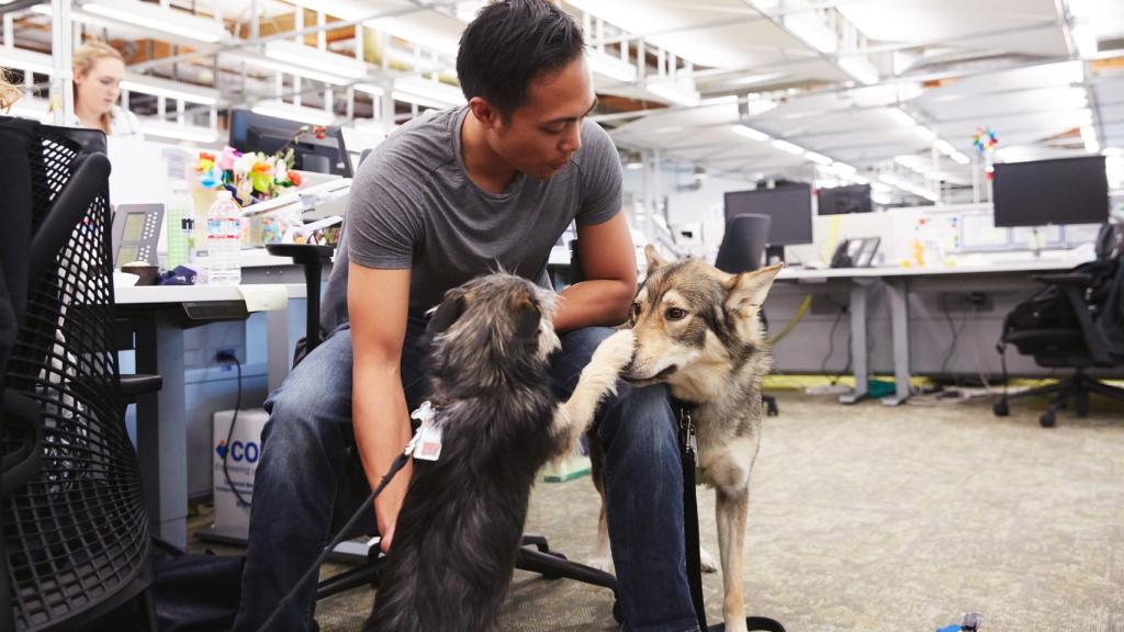 Sí, Google alienta a sus trabajadores a traer perros.