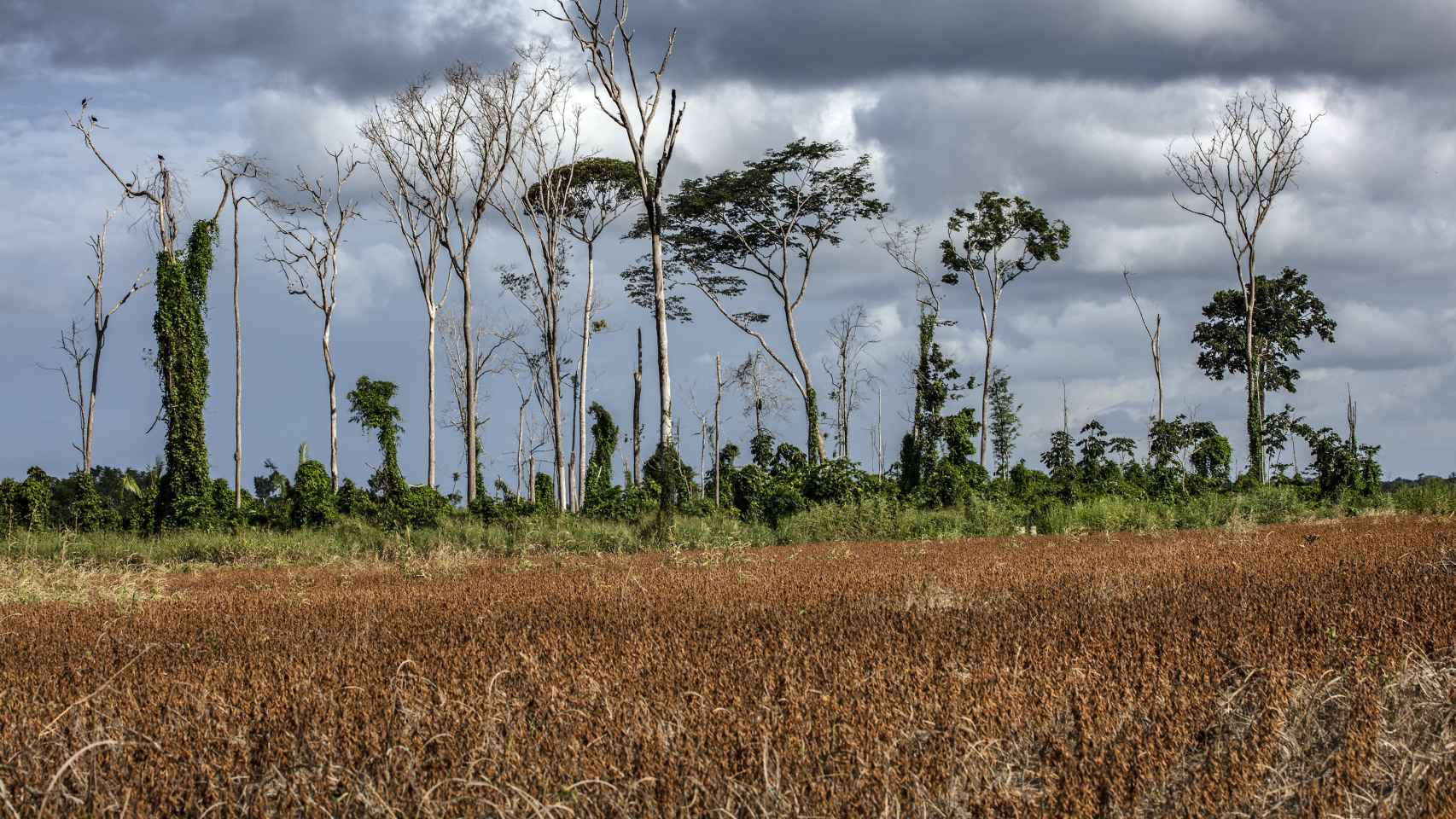 La degradación de Belterra, en la Amazonía brasileña.
