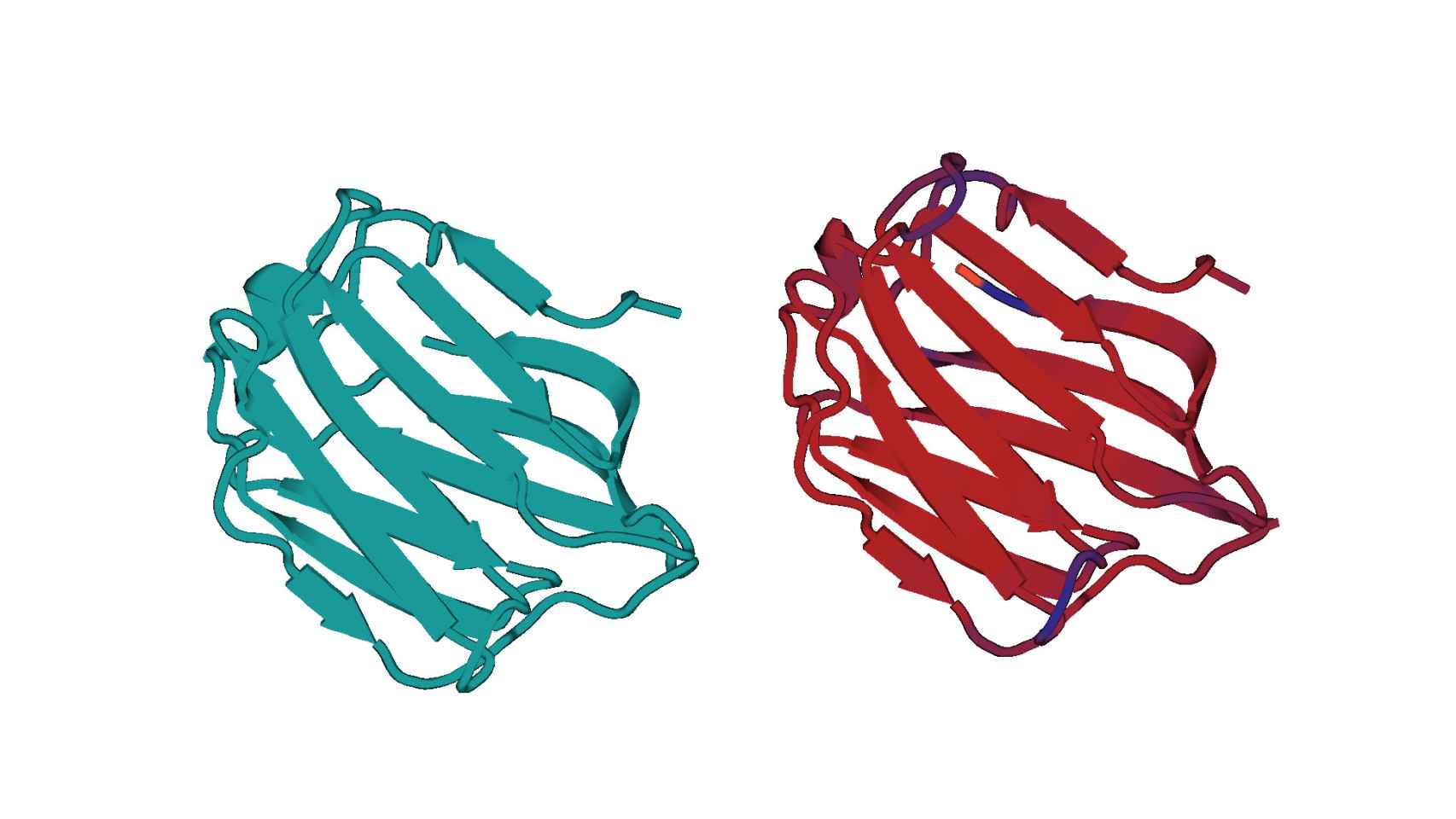 Estructura tridimensional de la proteina Galectina-4 mediante rayos X (Drcha) y predicción computacional (Izqda).