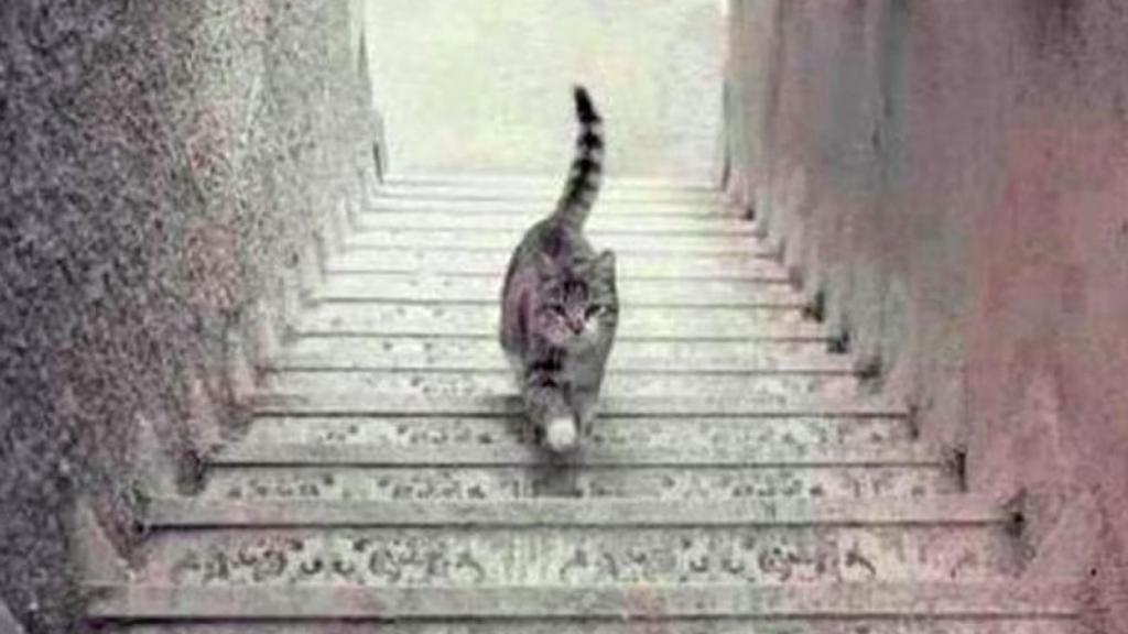 ¿El gato está subiendo o bajando?