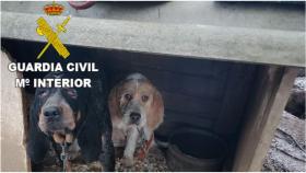 Denunciado un vecino de Oza-Cesuras (A Coruña) por mantener a 10 perros en malas condiciones