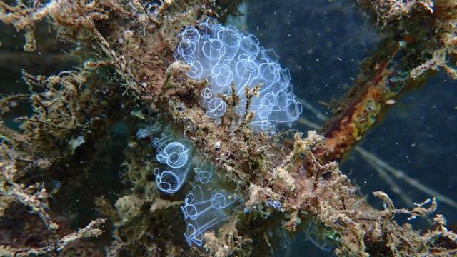 La tecnología regenerativa de Ocean Ecostructures ya ha sido validada e implementada con resultados positivos en un total de 10 puertos y dos pilotos 'offshore'.