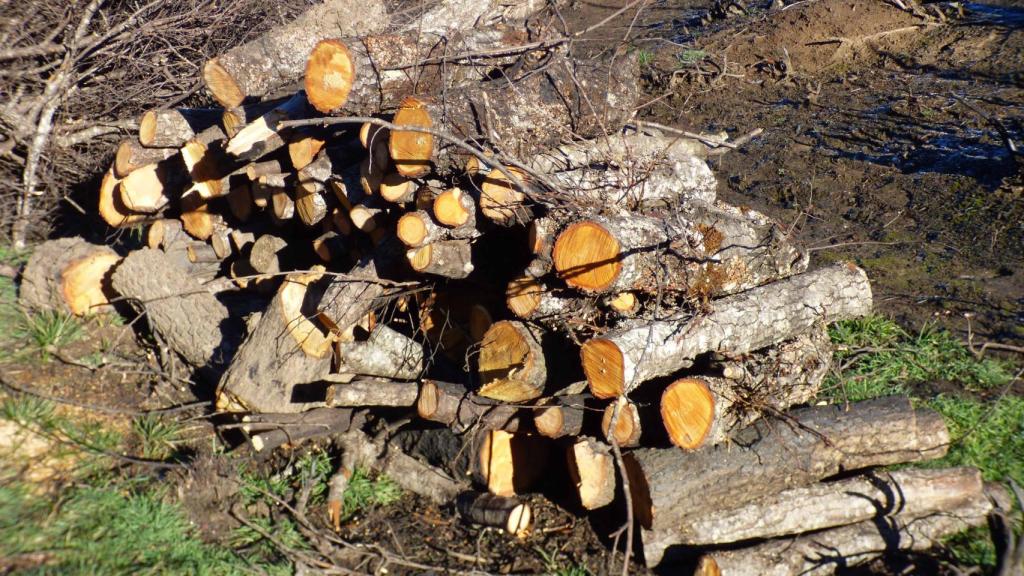 Madera cortada en Boya