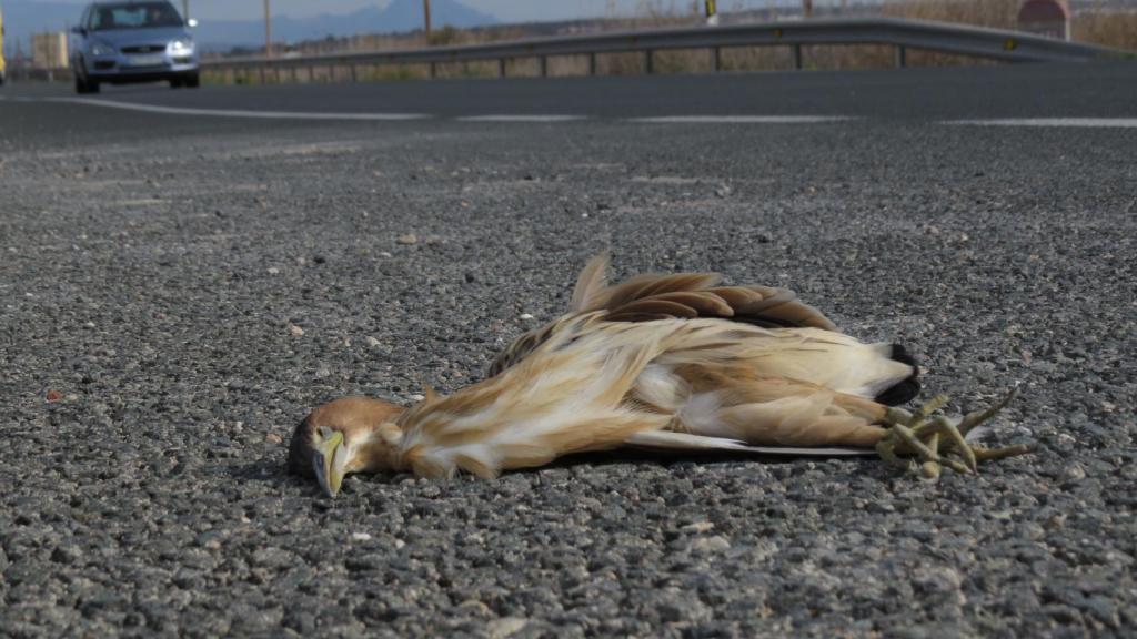 Un ave yace muerta en la carretera que atraviesa este parque.