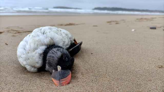 Un frailecillo muerto en una playa de Vigo esta semana (cedida).