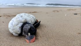 Un frailecillo muerto en una playa de Vigo esta semana (cedida).