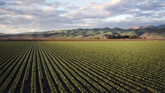 Campo de cultivo.