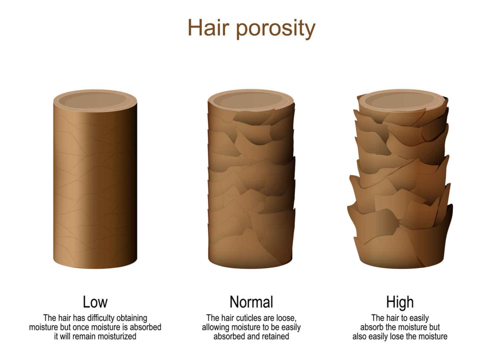 Dibujo de cabellos con distintos niveles de porosidad.
