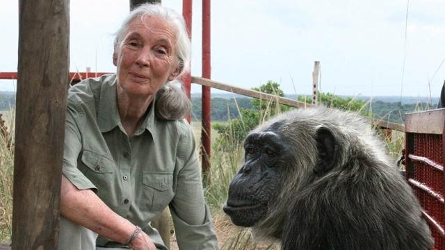 Jane Goodall, récord del estudio de primates salvajes más antiguo del planeta.