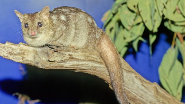 Ejemplar de quoll del norte.