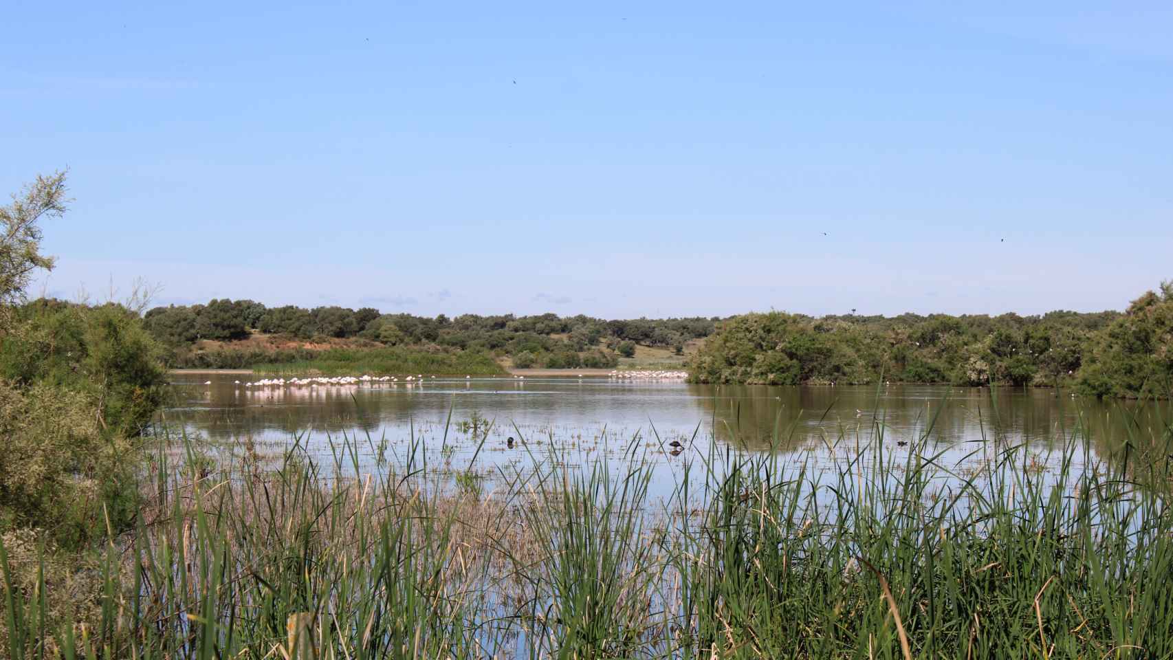 Laguna en Doñana recuperada después de las actuaciones del proeycto liderado por HEINEKEN España.