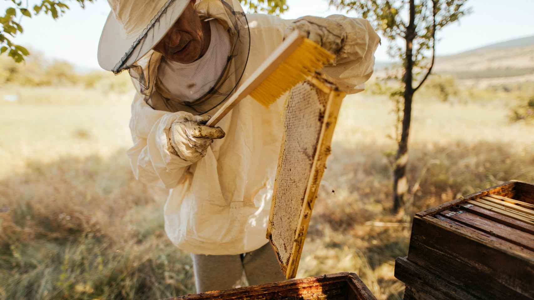 Un hombre sostiene un panal de abejas.