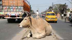 Una vaca en una calle de Calcuta.
