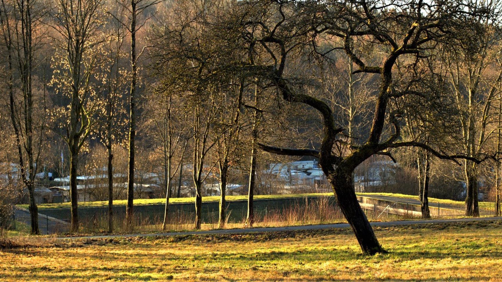 El bosque como objetivo de innovación. FOTO: Pixabay.