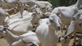 Castilla-La Mancha oficializa la inmovilización del ganado ovino y caprino