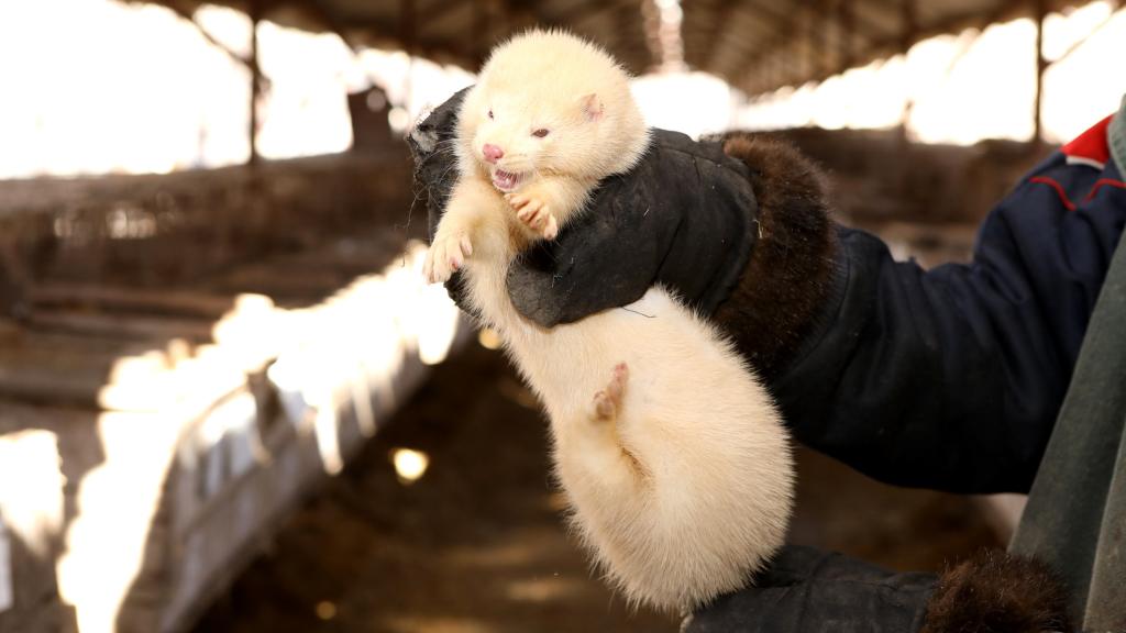 Un operario de una granja sujeta un visón.